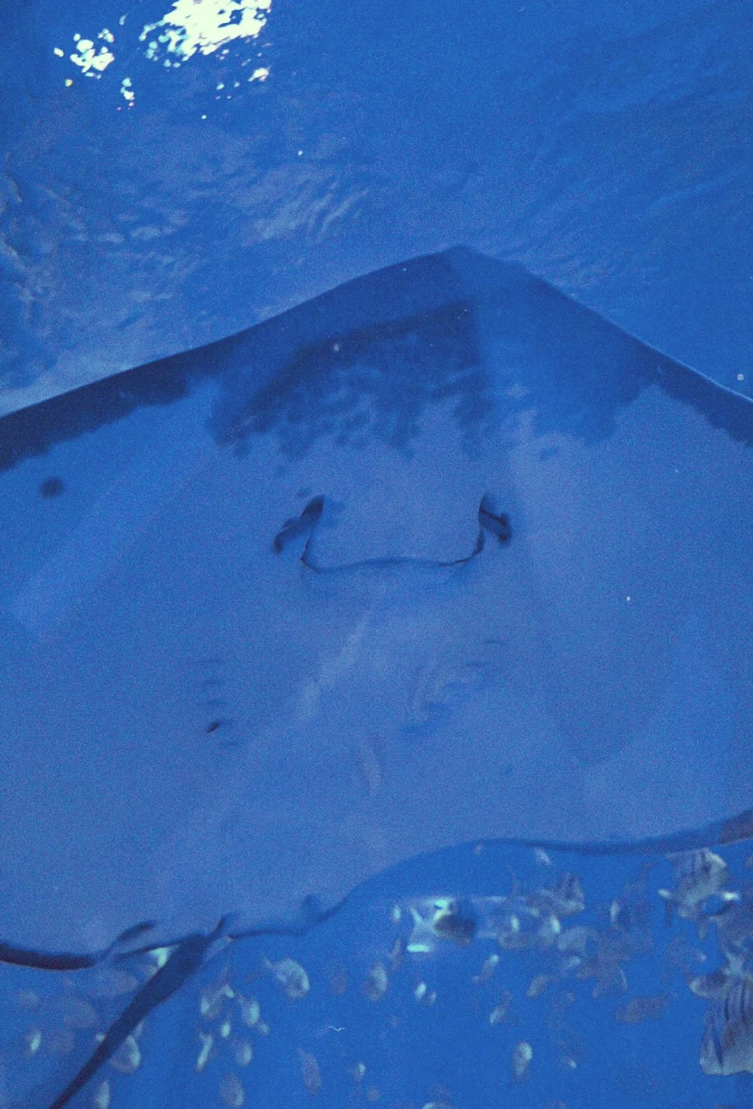 深圳海底世界海洋館，探秘神奇的海底奇觀，探秘深圳海底世界海洋館，神奇的海底奇觀之旅