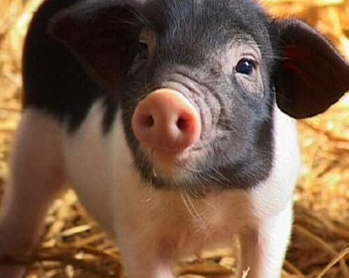 花豬王中王平特一肖，探尋背后的故事與神秘魅力，花豬王中王平特一肖，背后的故事與神秘魅力探尋